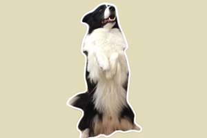 牧羊犬訓練坐立怎么做