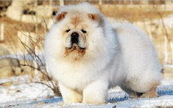 松獅吃什么好 松獅犬吃什么狗糧好