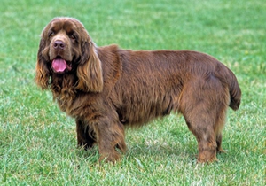 蘇塞克斯獵犬發燒如何治療 發燒治療方法