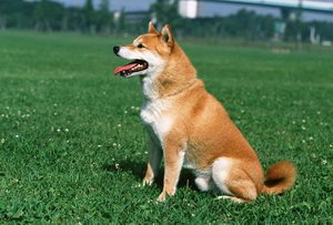 中華田園犬什么東西不能吃 土狗不能吃的食物介紹