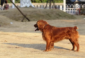 田野小獵犬怎么驅(qū)蟲 田野小獵犬寄生蟲防治方法