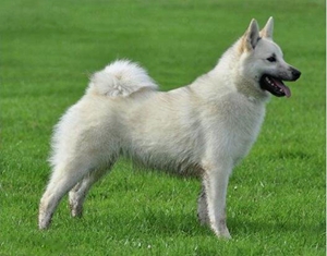 挪威布哈德犬身上有吸血蟲怎么辦 吸血蟲消滅方法