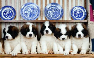 圣伯納犬怎么養(yǎng) 圣伯納犬飼養(yǎng)方法介紹