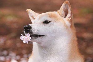 柴犬吃什么狗糧好 柴犬狗糧選擇推薦