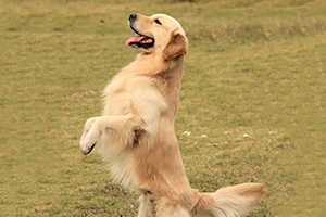 金毛犬怎么訓練站立