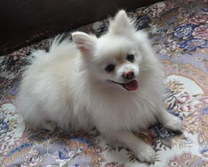 博美怎么洗澡 博美犬洗澡流程詳解