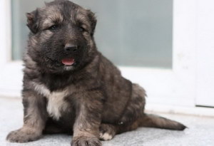 高加索犬怎么養(yǎng) 高加索犬飼養(yǎng)方法