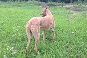格力犬怎么養(yǎng) 格力犬飼養(yǎng)方法及注意事項