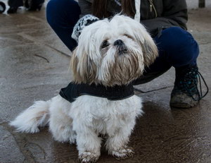 拉薩犬嘔吐怎么辦 拉薩犬嘔吐不吃東西解決辦法