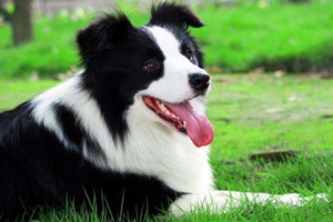 邊境牧羊犬訓練大小便方法是什么