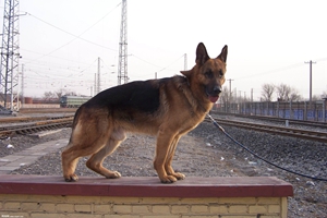 德國牧羊犬訓(xùn)練大小便有哪些方法