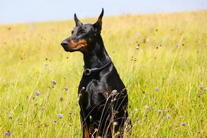 杜賓犬怎么立耳 杜賓犬立耳要多久