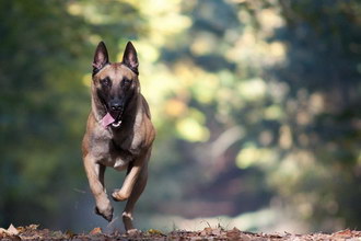馬里努阿犬感冒怎么辦 馬里努阿犬感冒護理方法