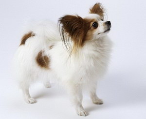 蝴蝶犬幼犬怎么養 蝴蝶犬飼養注意事項