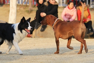 紅骨獵浣熊犬結膜炎怎么治療 紅骨獵浣熊犬結膜炎治療方法