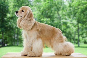 可卡幼犬作揖怎么訓練