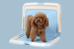 怎樣訓(xùn)狗上廁所