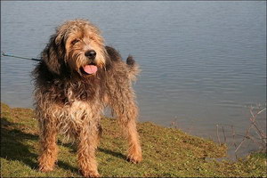 奧達獵犬有牙結(jié)石怎么辦 奧達獵犬牙結(jié)石預(yù)防治療方法