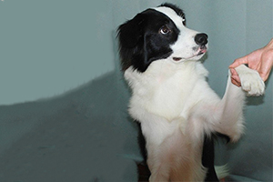 邊境牧羊犬怎么訓練握手