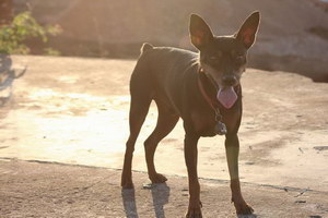 小鹿犬怎么養 小鹿犬飼養方法