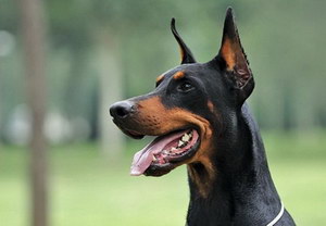杜賓犬怎么養 杜賓犬飼養方法