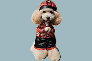 貴賓犬訓(xùn)練恭喜方法