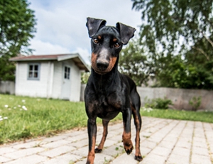 怎么預防玩具曼徹斯特犬皮膚病