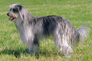比利牛斯牧羊犬拉稀怎么辦 拉稀治療方法