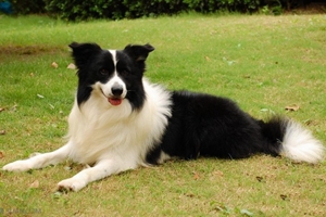 如何訓練邊境牧羊犬握手