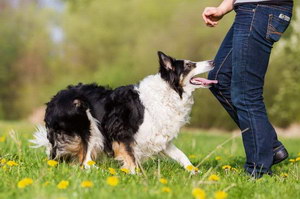 邊境牧羊犬怎么養 邊境牧羊犬飼養方法
