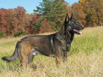 馬里努阿犬有寄生蟲怎么處理 馬里努阿犬寄生蟲預防方法