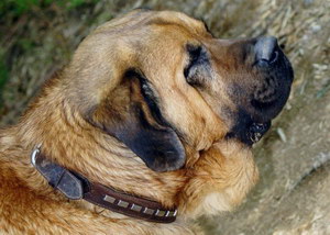 馬士提夫獒犬感冒怎么辦 馬士提夫獒犬感冒治療方法