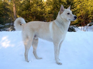 卡南犬感冒怎么辦 卡南犬感冒治療方法