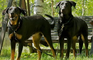 法國狼犬嘔吐怎么辦 法國狼犬嘔吐不吃東西解決辦法