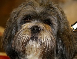 拉薩犬發燒怎么解決 拉薩犬發燒處理方案