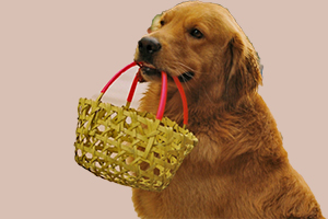 金毛犬訓(xùn)練叼籃子教程