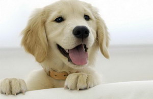 金毛犬怎么訓練上廁所