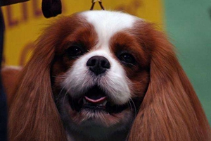 英國(guó)玩具獵鷸犬響片訓(xùn)練是什么
