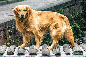 金毛犬怎么訓練排便