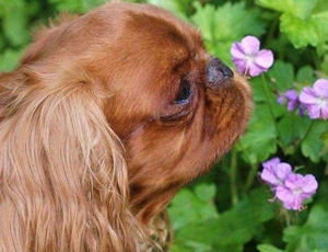 英國(guó)玩具獵鷸犬怎么訓(xùn)練不亂叫
