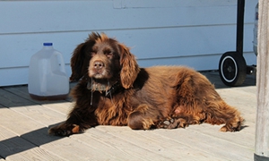 博伊金獵犬消化不良怎么辦 博伊金獵犬消化不良解決辦法