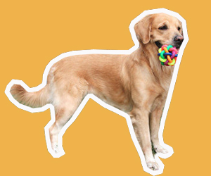 金毛犬怎么訓練叼東西
