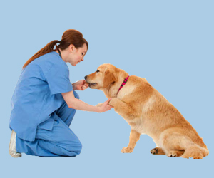 金毛犬怎么訓練握手