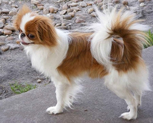 英國(guó)玩具獵鷸犬怎么學(xué)游泳 學(xué)游泳注意事項(xiàng)