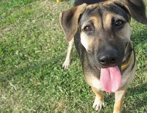 法國狼犬拉稀怎么處理 法國狼犬拉肚子解決方法