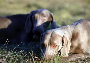威瑪獵犬鼻子干是怎么回事 威瑪獵犬鼻子干處理方法
