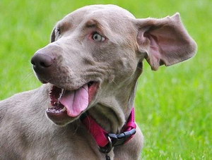 威瑪獵犬有咽炎怎么辦 威瑪獵犬咽炎預防治療方法