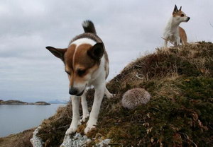 挪威倫德獵犬臥倒怎么訓練 挪威倫德獵犬趴下訓練教程