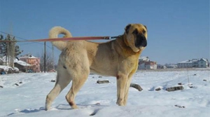 安納托利亞牧羊犬得了狂犬病怎么辦