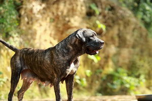 加納利犬什么時(shí)候打疫苗 西班牙加納利犬打疫苗注意事項(xiàng)